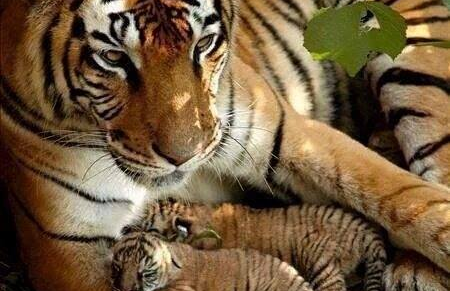 »Bojna pesem mame tigrice«